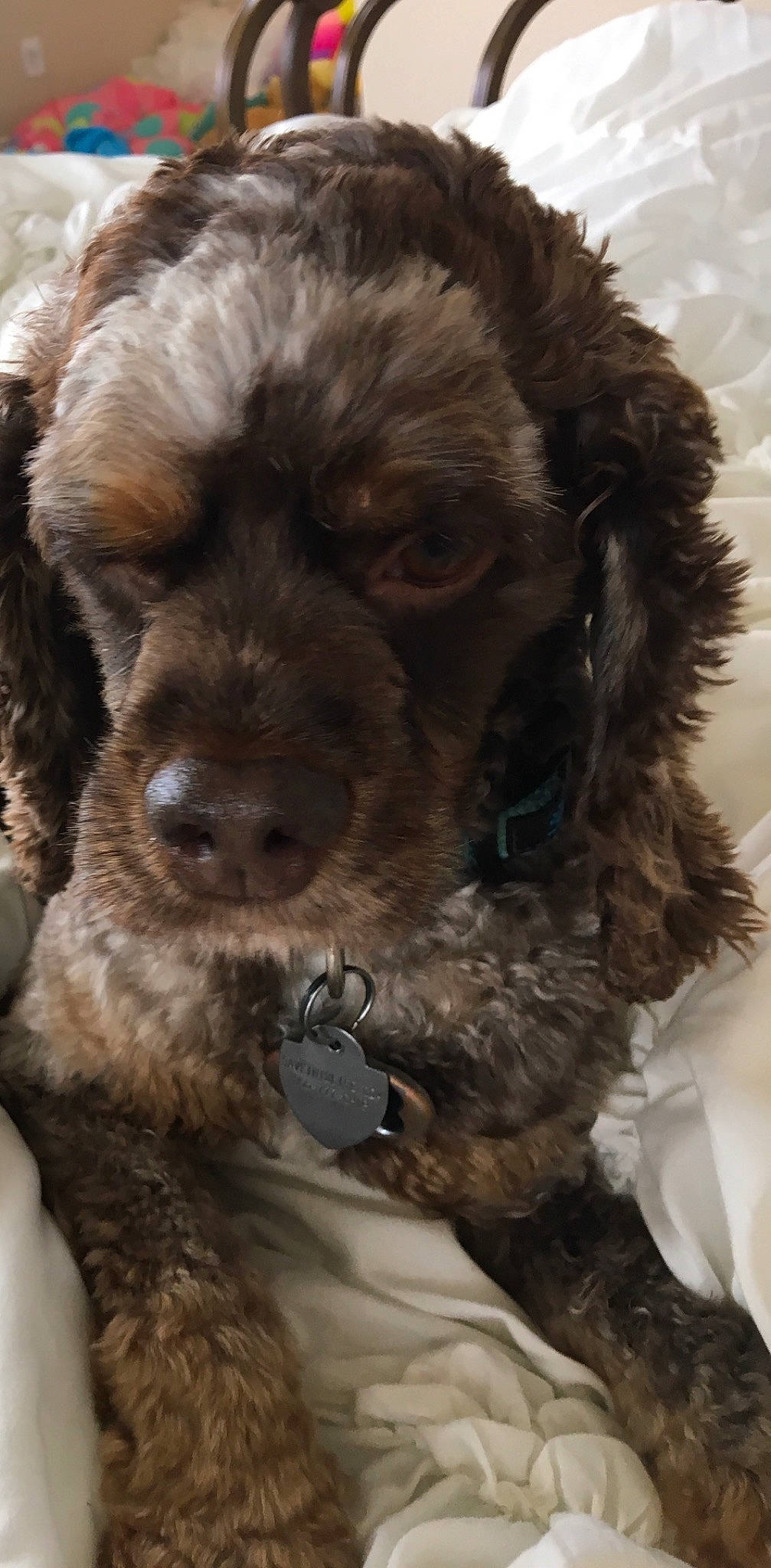 Luke is registered to the contest to win money with this photo: american_cocker_spaniel, american_water_spaniel, bolonka, canidae, carnivore, cavapoo, cockapoo, cocker_spaniel, companion_dog, dog, dog_breed, lagotto_romagnolo, miniature_poodle, poodle_crossbreed, puppy, schnoodle, shih_poo, snout, sporting_group, toy_poodle