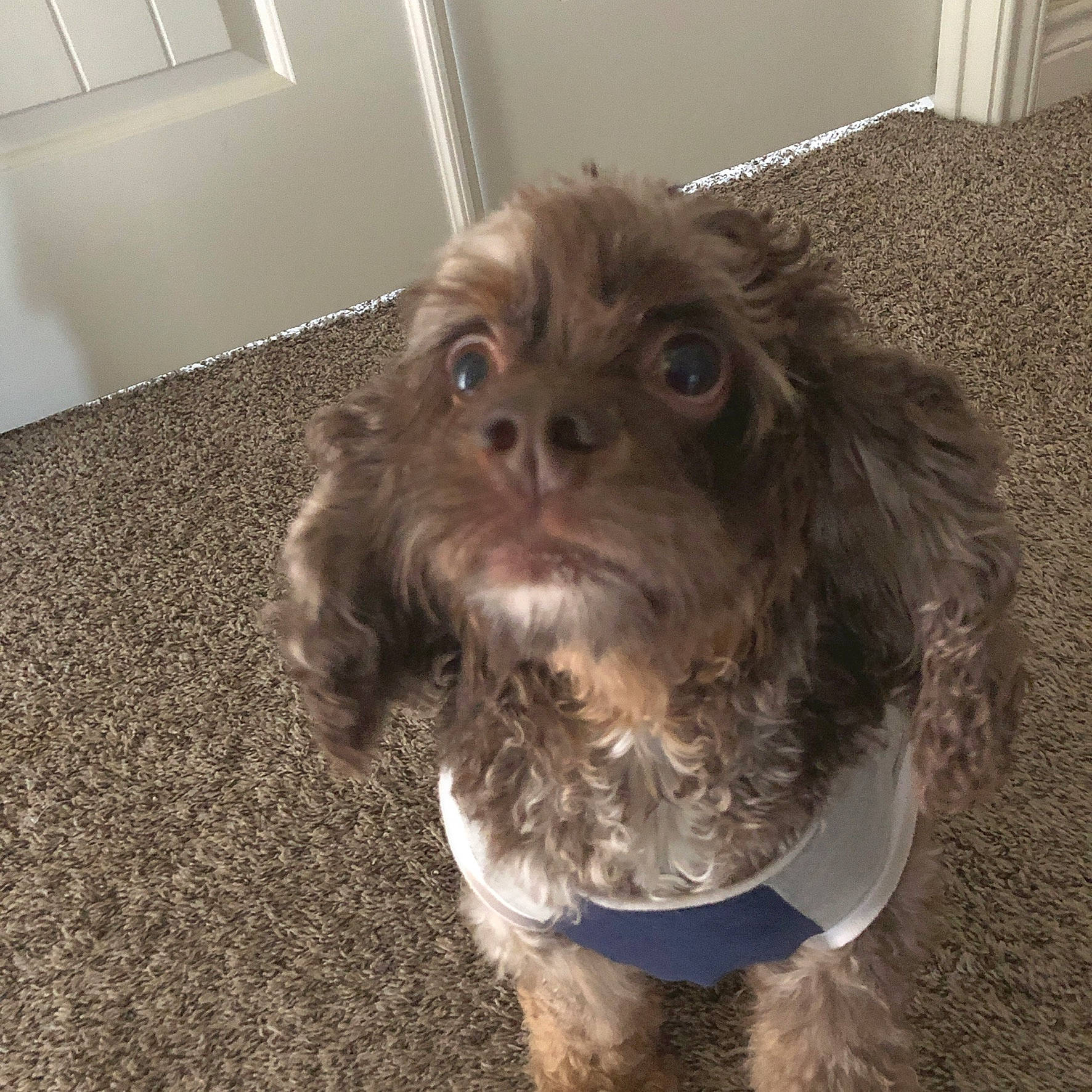 Luke joined the competition — help win amazing prizes! affenpinscher, bolonka, canidae, carnivore, cockapoo, companion_dog, dog, dog_breed, fur, liver, mammal, pekapoo, poodle_crossbreed, puppy, schnoodle, shih_poo, shih_tzu, snout, sporting_group, vertebrate