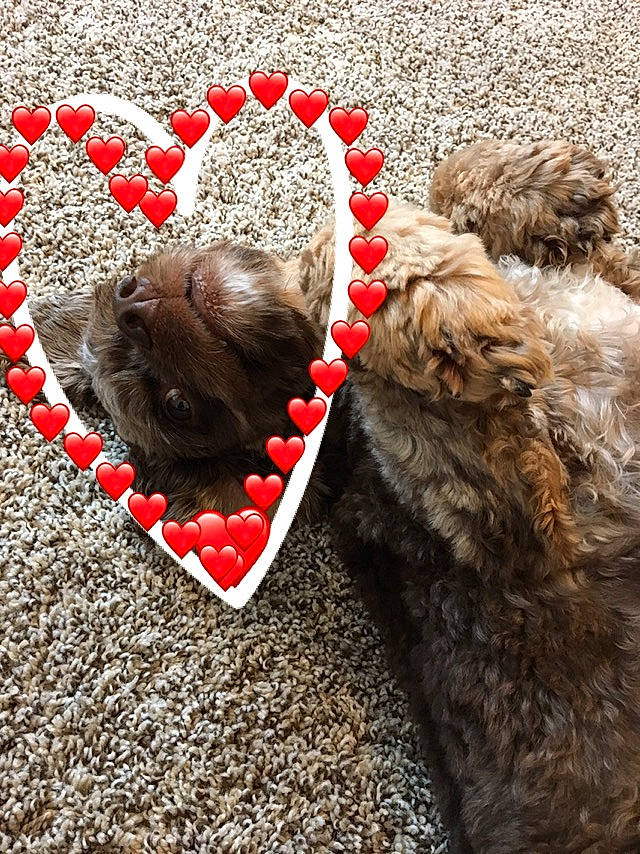 Luke is registered to the contest to win money with this photo: briard, canidae, carnivore, cockapoo, dog, dog_breed, fur, goldendoodle, labradoodle, liver, puppy, shih_tzu, sporting_group, terrier