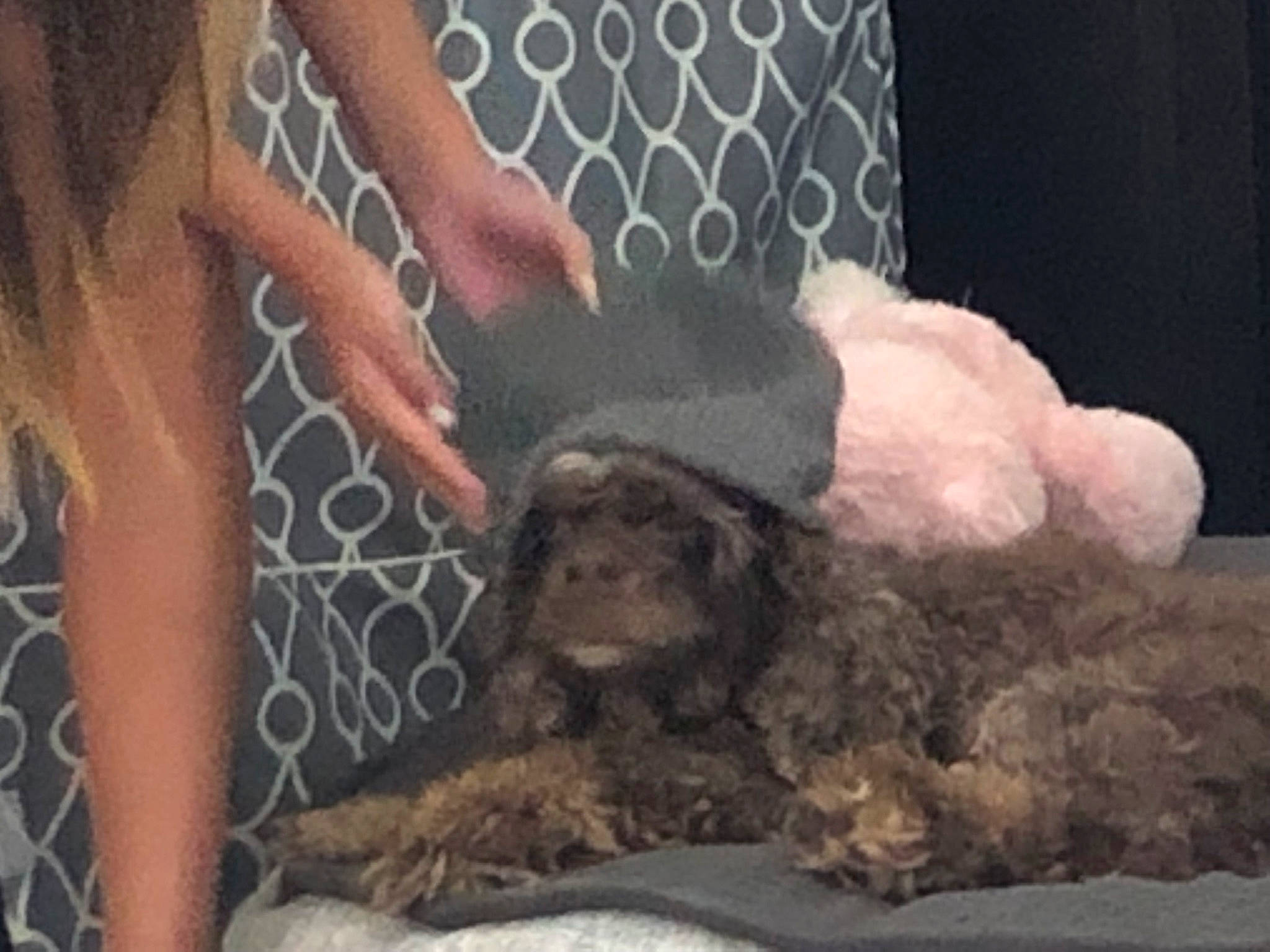 Luke is registered to the contest to win money with this photo: american_cocker_spaniel, bolonka, canidae, carnivore, cockapoo, dog, dog_breed, labradoodle, lagotto_romagnolo, mammal, miniature_poodle, poodle, poodle_crossbreed, puppy, schnoodle, spanish_water_dog, sporting_group, standard_poodle, toy_poodle, vertebrate