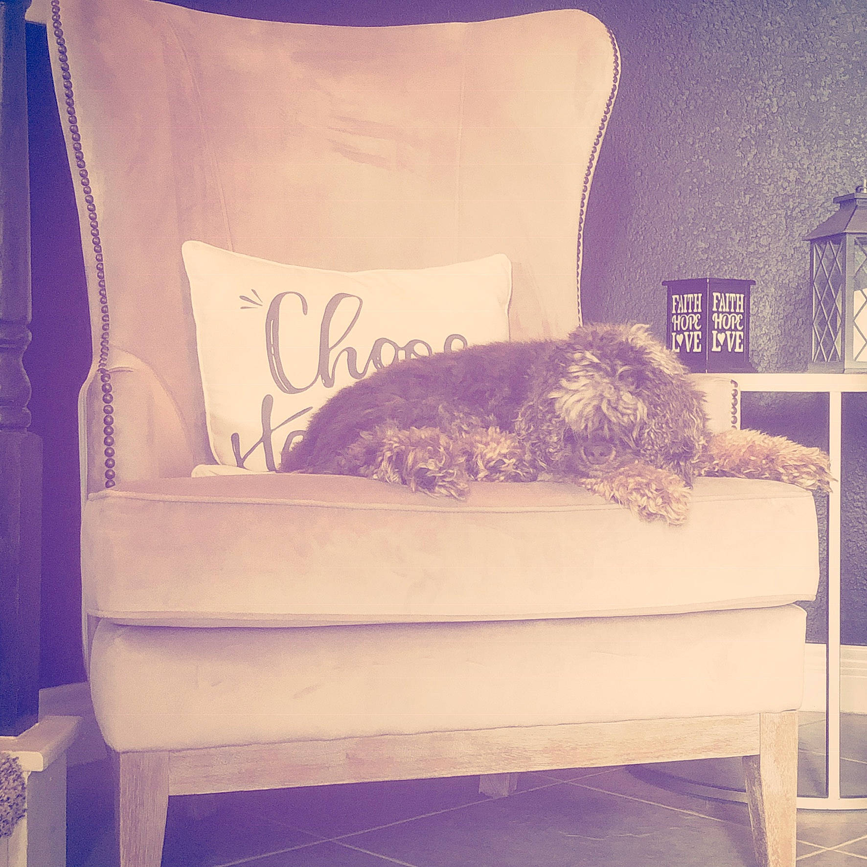 Luke is registered to the contest to win money with this photo: cat, chair, couch, cushion, furniture, interior_design, linens, pillow, purple, room, slipcover, textile, throw_pillow, whiskers