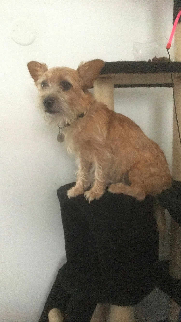 Lili a rejoint le concours — aidez-le/la à gagner de superbes lots ! dog, pet, indoor, cat_tree, furniture, brown_dog, small_dog, wall, collar, ears, fur, sitting, looking_away, household, domestic_animal, quiet, calm, fuzzy, companionship, animal