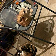 Lili a rejoint le concours — aidez-le/la à gagner de superbes lots ! dog, cat, chair, concrete_floor, indoor, basement, garage, pet, animal, scruffy_dog, calico_cat, metal_chair, shadow, clutter, storage, relaxed, furniture, floor, quiet, companion