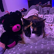 Chouquette a rejoint le concours — aidez-le/la à gagner de superbes lots ! cat, calico_cat, plush_toy, teddy_bear, bed, blanket, patterned_blanket, indoor, purple_light, cozy, resting_cat, stuffed_animal, furniture, room, soft_toy, pet, animal, domestic_cat, sleepy, relaxing