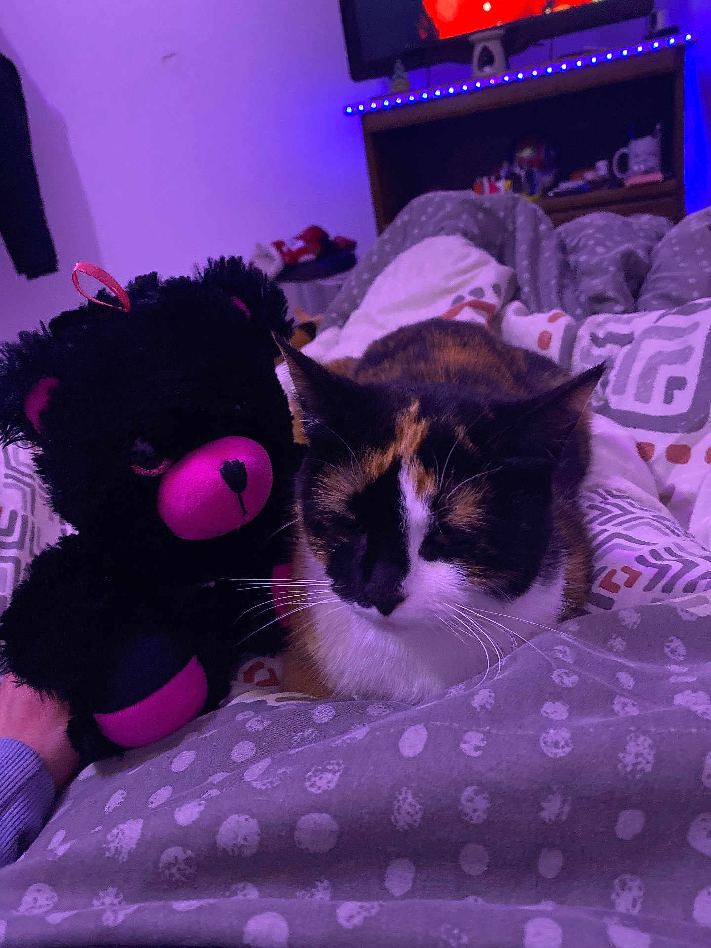 Chouquette a rejoint le concours — aidez-le/la à gagner de superbes lots ! cat, calico_cat, plush_toy, teddy_bear, bed, blanket, patterned_blanket, indoor, purple_light, cozy, resting_cat, stuffed_animal, furniture, room, soft_toy, pet, animal, domestic_cat, sleepy, relaxing