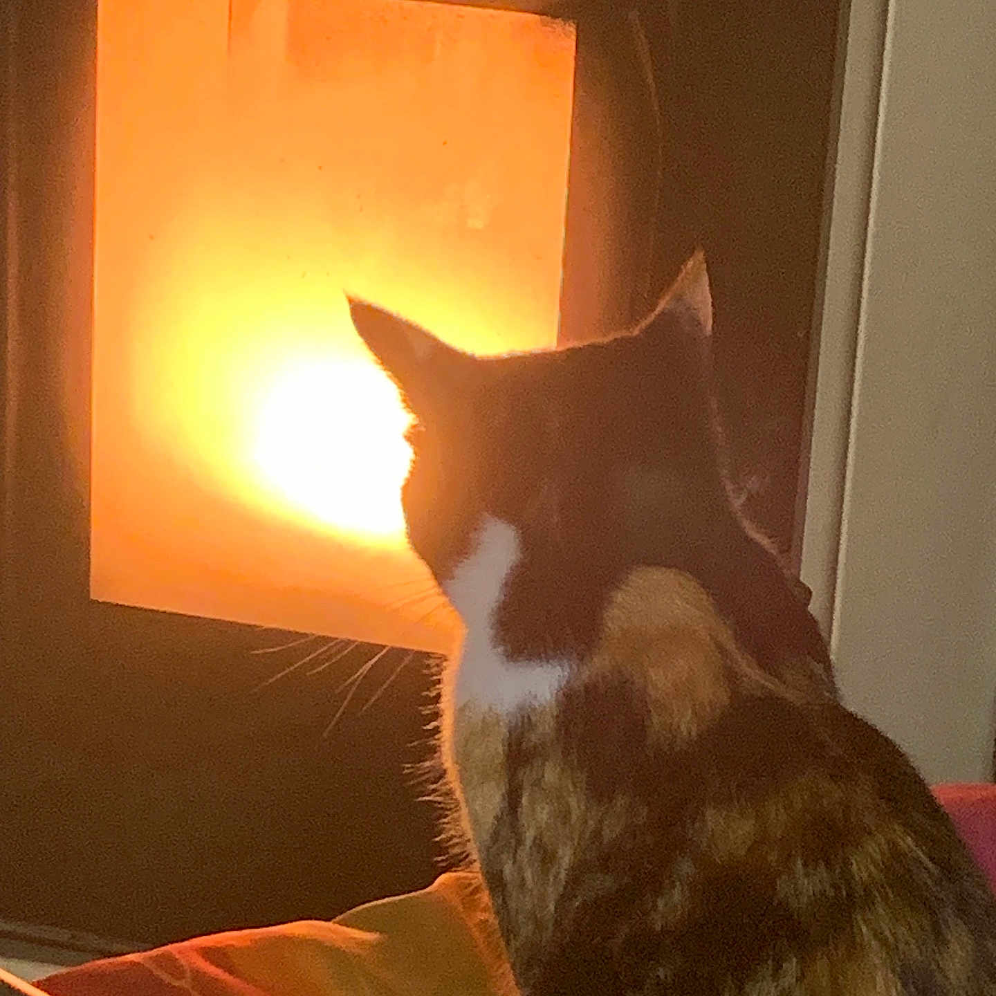 Chouquette a rejoint le concours — aidez-le/la à gagner de superbes lots ! animal, back_view, cat, comfort, cozy, domestic, evening, fireplace, fur, home, indoor, orange_glow, pet, quiet, relaxation, sitting, soft_light, tail, warm_light, whiskers
