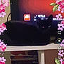 animal, black_cat, cat, closeup, dark, decor, electronics, floral, flower_frame, furniture, home, indoor, living_room, logo, overlay, pet, resting, shelf, television, tv_screen