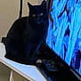 animal, black_cat, cat, curious, dark_fur, domestic_cat, electronics, feline, furniture, home, indoor, living_room, pet, quiet, remote_control, side_view, sitting, television, tv_stand, yellow_eyes