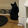 animal, black_cat, cable, cat, corner, curious, feline, floor, household, indoor, looking, pet, quiet, shadow, sitting, still_life, tile, wall, wood_floor, yellow_eyes