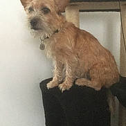 Sam participe au concours pour gagner de l'argent avec cette photo : dog, pet, indoor, scruffy, brown_fur, cat_tree, scratching_post, furniture, collar, curious, animal, domestic, cute, side_view, sitting, wall, household, furry, medium_size, companion