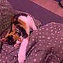 animal, bedroom, blanket, calico_cat, cat, comfort, cozy, cute, fabric, feline, fur, home, indoor, paw, pet, polka_dot, relaxation, resting, sleeping, soft_lighting