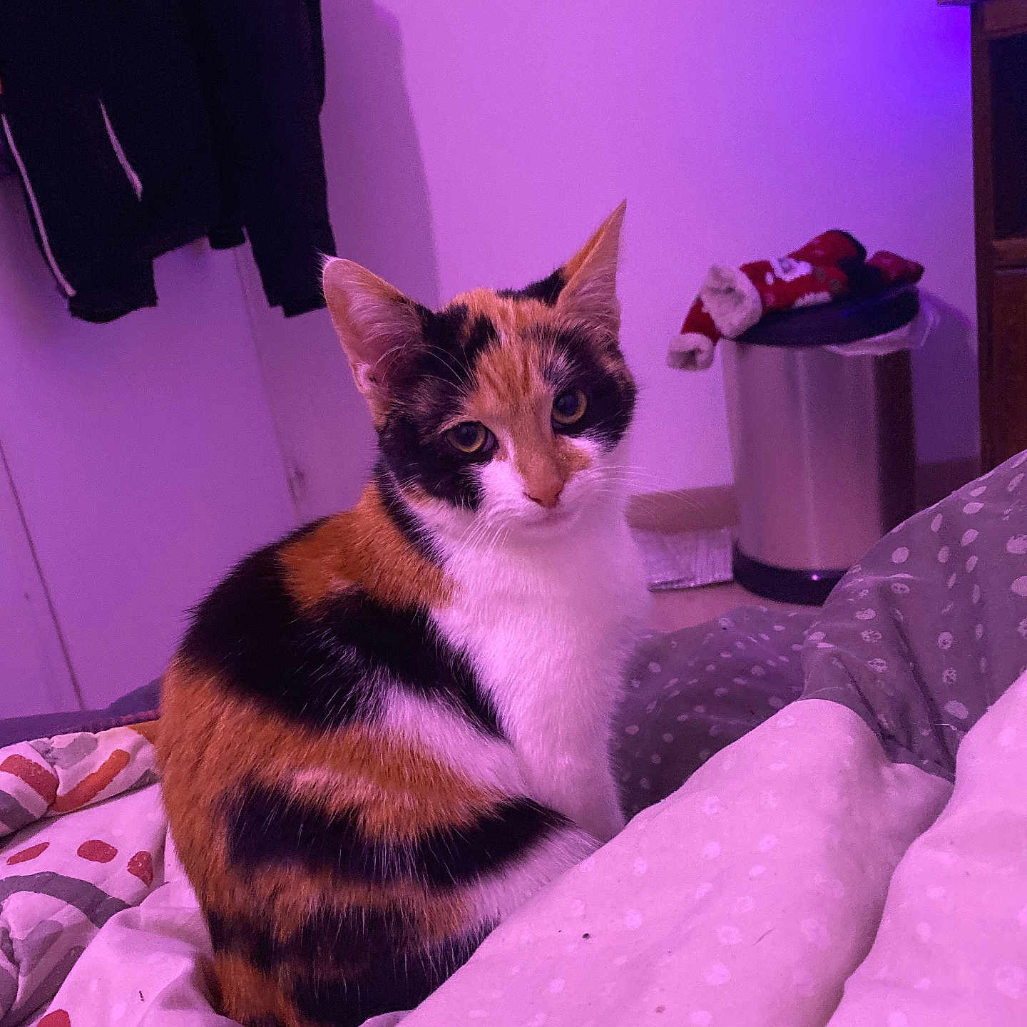 Ginette a rejoint le concours — aidez-le/la à gagner de superbes lots ! animal, bedroom, blanket, calico_cat, cat, clothing, cozy, curious, cute, domestic, feline, fur, indoor, looking, patterned_blanket, pet, purple_light, sitting, soft_light, trash_bin
