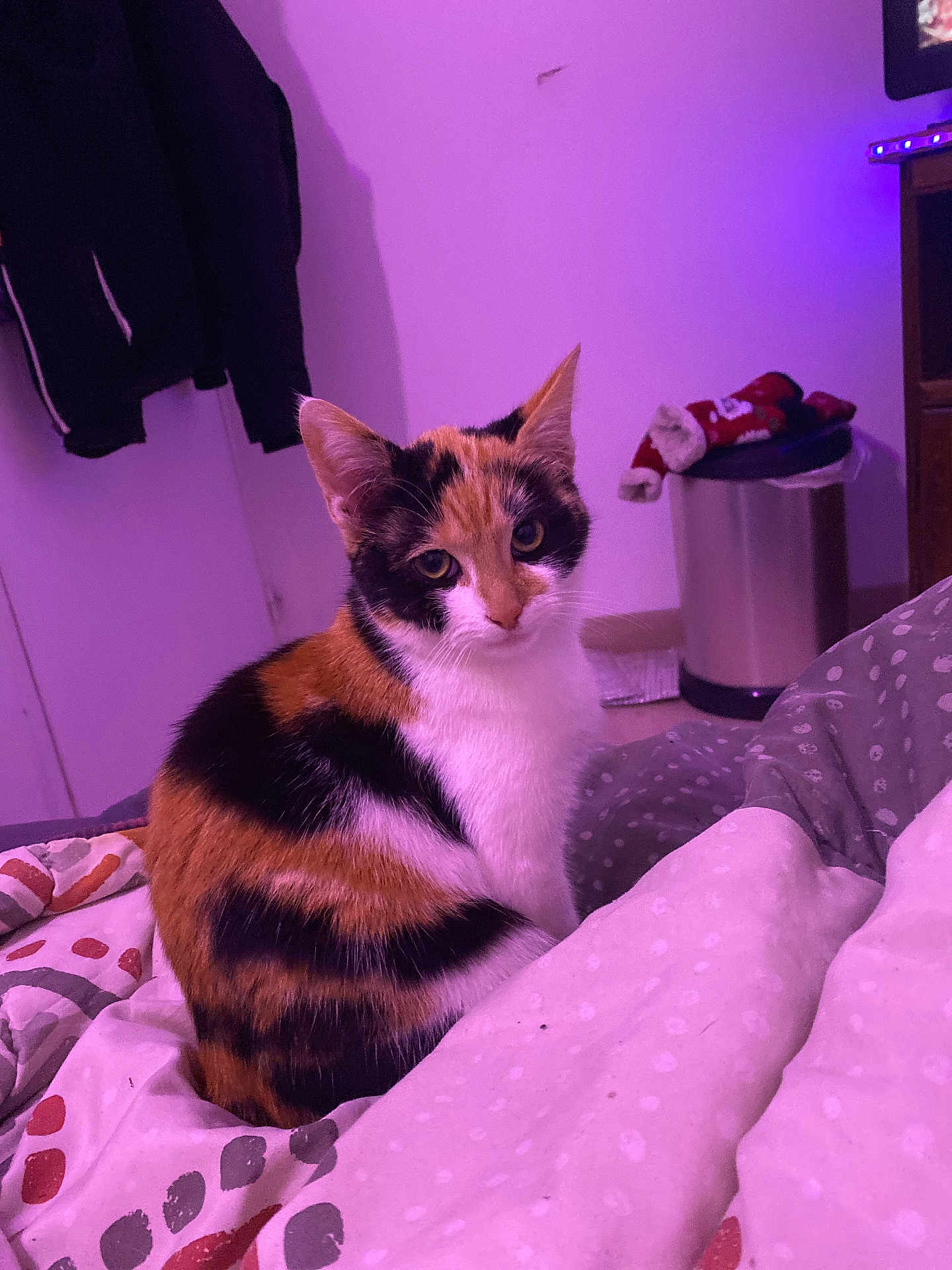 Ginette a rejoint le concours — aidez-le/la à gagner de superbes lots ! cat, calico_cat, indoor, blanket, bedroom, purple_light, feline, pet, curious, sitting, fur, animal, cozy, domestic, looking, cute, patterned_blanket, trash_bin, clothing, soft_light