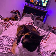 Ginette participe au concours pour gagner de l'argent avec cette photo : cat, calico_cat, bed, blanket, indoor, television, purple_light, furniture, room, resting, patterned_bedspread, two_cats, cozy, relaxing, pets, animal, domestic, feline, sleepy, background