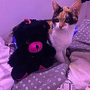 Ginette participe au concours pour gagner de l'argent avec cette photo : animal, bed, blanket, calico_cat, cat, companion, cozy, cute, domestic, fabric, feline, fur, indoor, pet, pillow, purple_light, resting, soft, stuffed_bear, toy