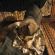 Zoey joined the competition — help win amazing prizes! dog, puppy, crate, cage, blanket, paw, ears, muzzle, bedding, wire_bars, indoor, pet, brown, black, resting, closeup, blurry, low_light, home, cozy