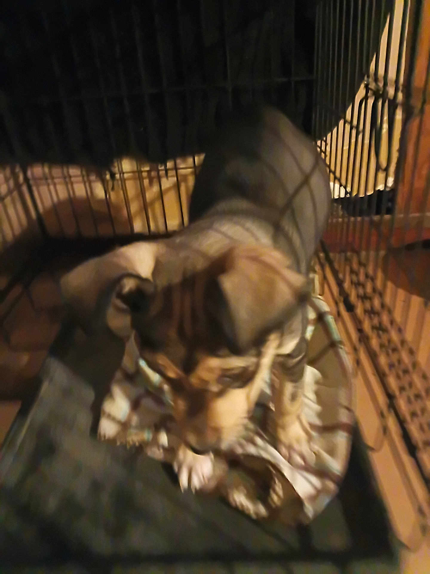 Zoey joined the competition — help win amazing prizes! dog, puppy, crate, cage, blanket, paw, ears, muzzle, bedding, wire_bars, indoor, pet, brown, black, resting, closeup, blurry, low_light, home, cozy