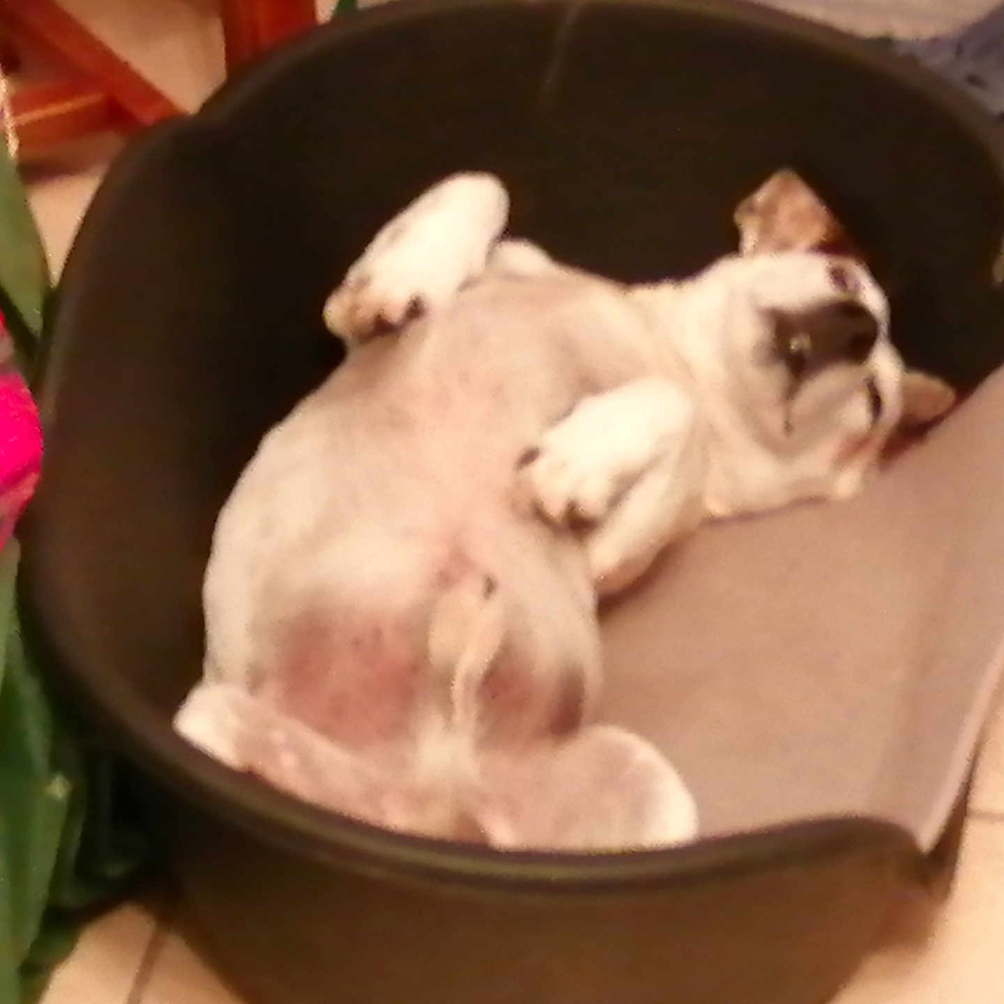 Kiwi a rejoint le concours — aidez-le/la à gagner de superbes lots ! animal, armchair, bostonbull, boxer, bulldog, canine, cat, chair, chihuahua, couch, dog, frenchbulldog, furniture, hound, husky, person, pet, pitbull, puppy, sleeping