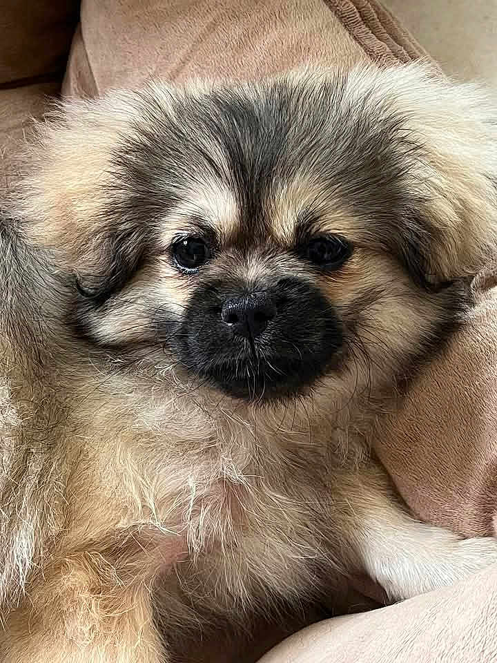 Apple participe au concours pour gagner de l'argent avec cette photo : puppy, dog, fluffy, cute, pet, animal, furry, closeup, face, ears, couch, indoor, resting, adorable, young, companion, soft, beige, comfort, portrait