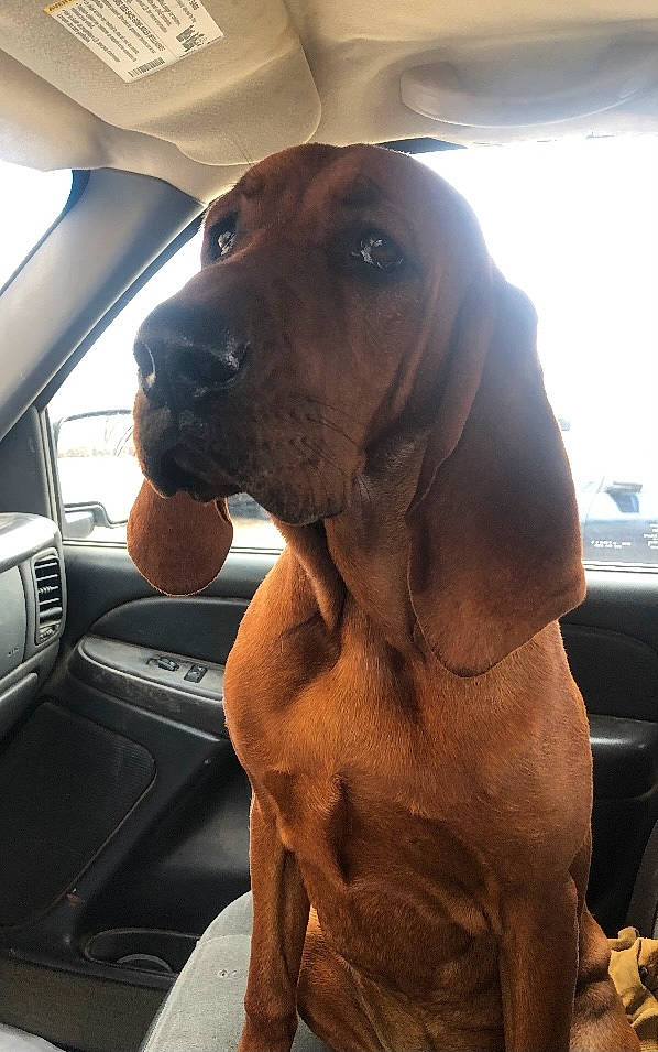 Barker joined the competition — help win amazing prizes! automotive_mirror, canidae, car, car_seat, carnivore, companion_dog, dog, dog_breed, family_car, fawn, fur, liver, personal_luxury_car, snout, sporting_group, steering_wheel, vehicle_door, whiskers, windshield, working_animal