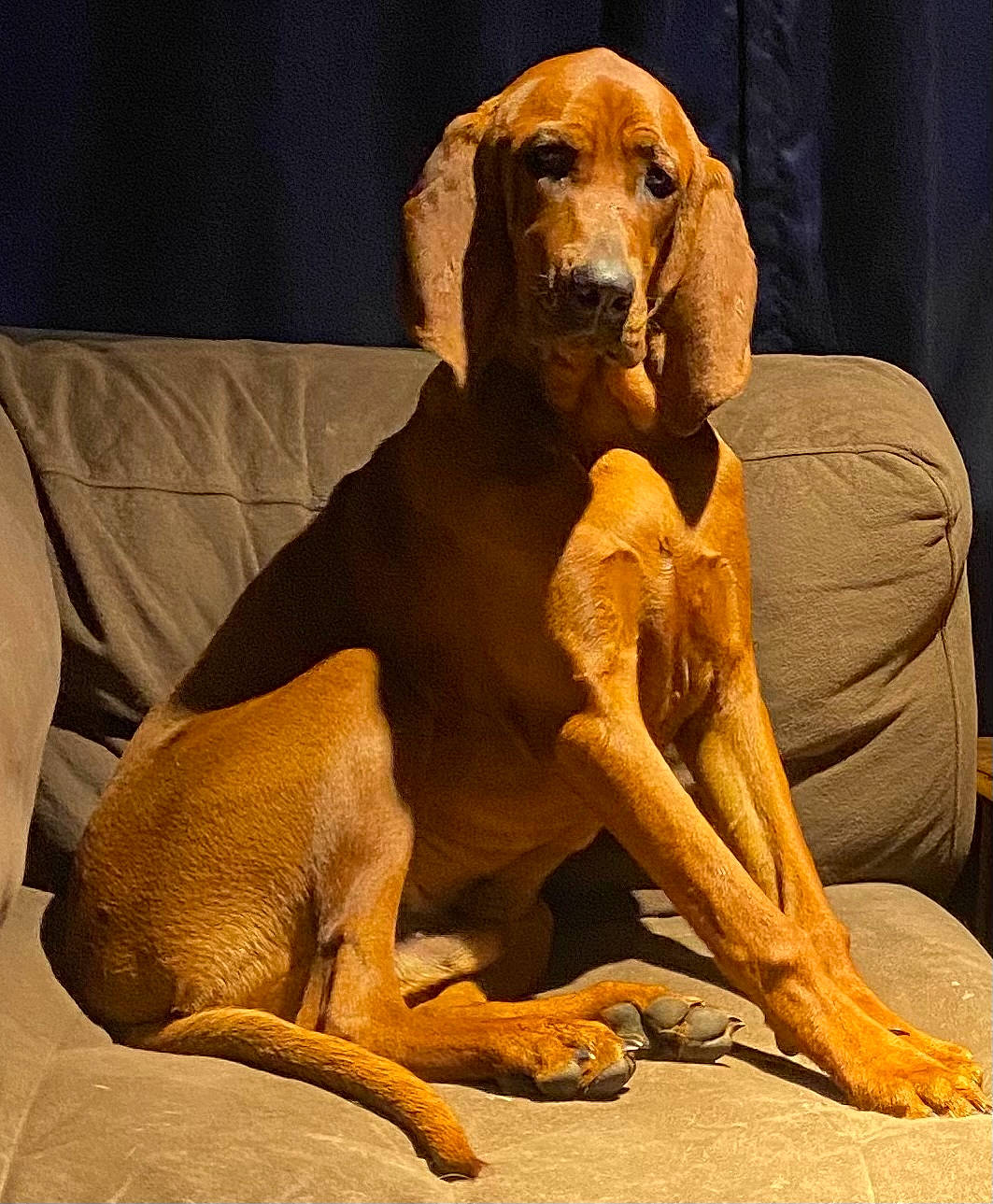 Barker is registered to the contest to win money with this photo: ancient_dog_breeds, art, canidae, carnivore, comfort, companion_dog, dog, dog_breed, dog_supply, fawn, fur, hound, metal, pet_supply, sitting, snout, sporting_group, terrestrial_animal, wood, working_animal