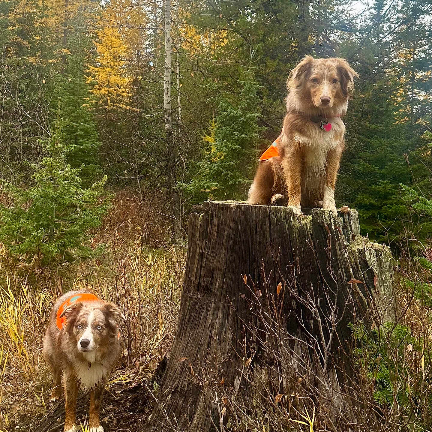Bosco And Brandi is registered to the contest to win money with this photo: animal, australian_shepherd, autumn, bark, canine, dog, fall_foliage, forest, grass, leaves, moss, nature, orange_vest, outdoor, pet, plant, tree_stump, trees, wildlife, woods