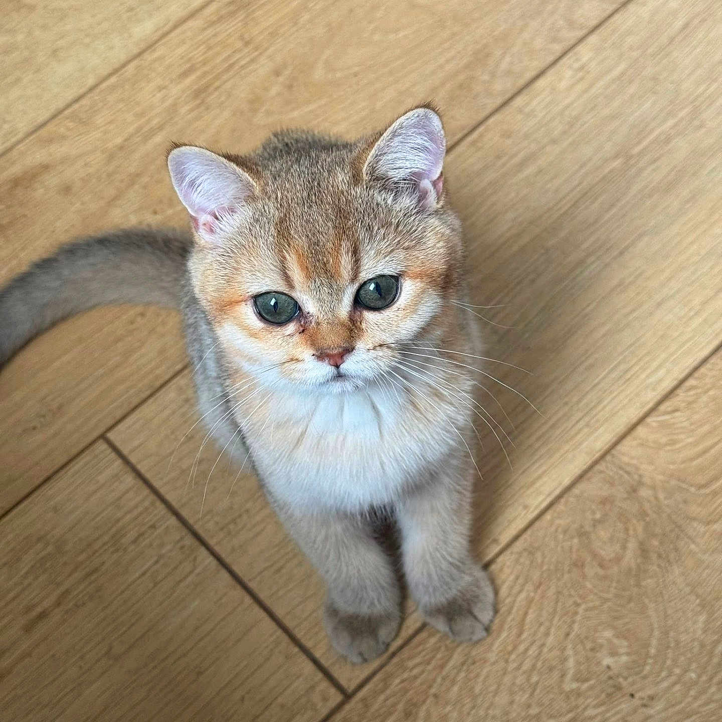 Mochi participe au concours pour gagner de l'argent avec cette photo : kitten, cat, animal, pet, feline, golden_fur, fluffy, blue_eyes, sitting, portrait, whiskers, ears, tail, wooden_floor, indoor, cute, young_animal, looking_at_camera, front_view, floor_tiles