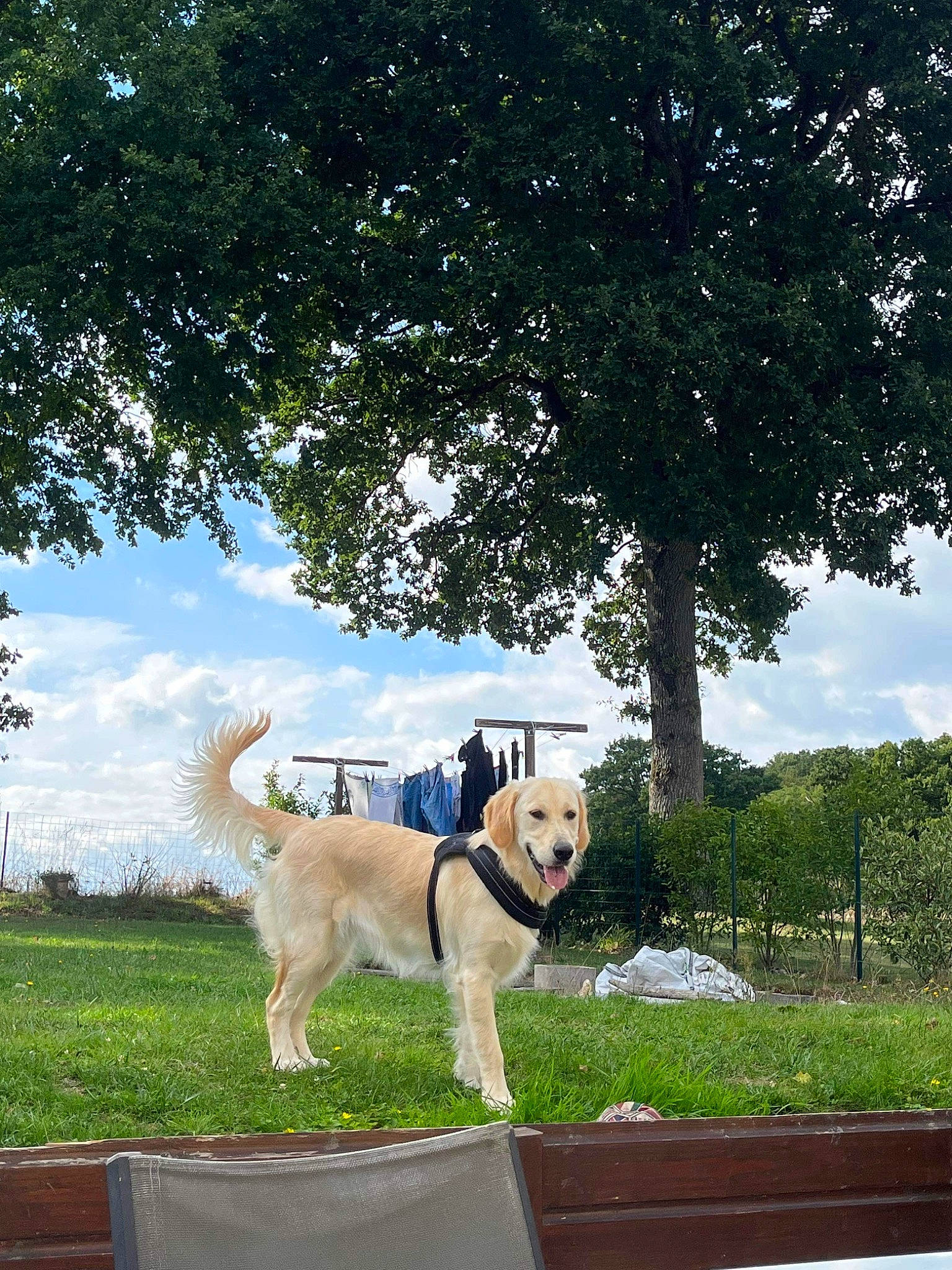 Skye participe au concours pour gagner de l'argent avec cette photo : carnivore, cloud, collar, companion_dog, dog, dog_breed, dog_collar, fashion_accessory, fawn, grass, gun_dog, leash, leisure, outdoor_furniture, pet_supply, plant, sky, tail, tree, working_animal