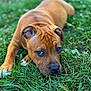 puppy, dog, brown, grass, outdoor, close_up, pet, animal, lying_down, cute, young, ears, face, eyes, nature, fur, snout, playful, adorable, portrait