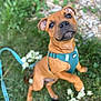 puppy, dog, brown_dog, teal_harness, leash, grass, flowers, outdoor, pet, cute, playful, animal, canine, young_dog, nature, closeup, looking_up, sitting, happy, summer