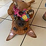 dog, puppy, toy, rope_toy, playing, floor, tile_floor, brown_dog, pet, cute, chewing, indoor, ears, mouth, happy, animal, young_dog, playful, pet_toy, canine