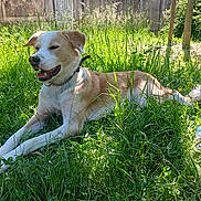Nïce participe au concours pour gagner de l'argent avec cette photo : dog, outdoor, grass, sunlight, wildflowers, collar, chain, pet, canine, nature, relaxing, greenery, summer, animal, happy, lying_down, daylight, garden, peaceful, flora