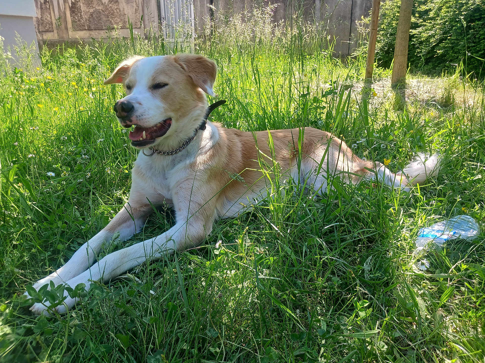 Nïce participe au concours pour gagner de l'argent avec cette photo : dog, outdoor, grass, sunlight, wildflowers, collar, chain, pet, canine, nature, relaxing, greenery, summer, animal, happy, lying_down, daylight, garden, peaceful, flora