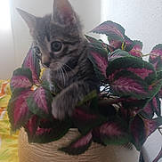 Twix participe au concours pour gagner de l'argent avec cette photo : kitten, cat, plant, potted_plant, indoor, curious, playful, leaves, feline, pet, animal, green, purple, yellow, pot, texture, close_up, young, whiskers, soft_light