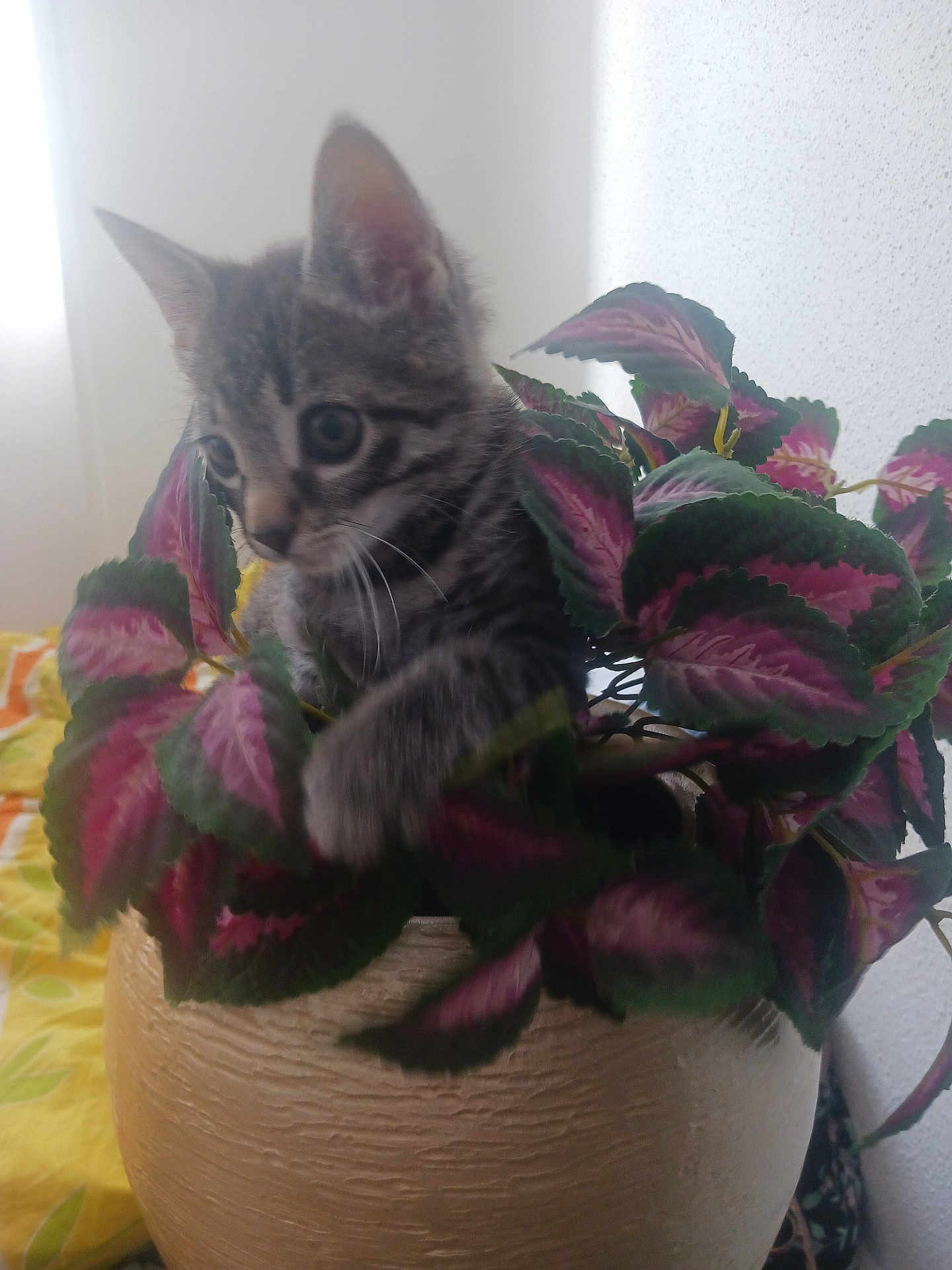 Twix participe au concours pour gagner de l'argent avec cette photo : kitten, cat, plant, potted_plant, indoor, curious, playful, leaves, feline, pet, animal, green, purple, yellow, pot, texture, close_up, young, whiskers, soft_light