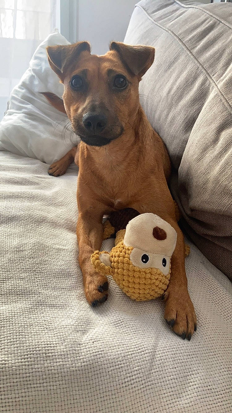 Hestia a rejoint le concours — aidez-le/la à gagner de superbes lots ! canidae, carnivore, collar, comfort, companion_dog, dog, dog_breed, dog_supply, fawn, fur, paw, pet_supply, snout, sporting_group, stuffed_toy, terrestrial_animal, toy, toy_dog, whiskers, working_animal