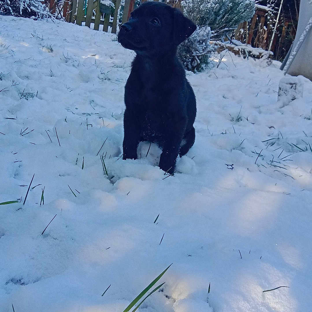 Unik a rejoint le concours — aidez-le/la à gagner de superbes lots ! animal, black_dog, bushes, cold, dog, fence, garden, grass, nature, outdoor, pet, playful, puppy, shadows, sky, snow, sunlight, tree, winter, young_dog