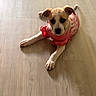 Sandie is registered to the contest to win money with this photo: puppy, dog, pet, pink_dress, floor, wooden_floor, lying_down, cute, young_dog, indoor, animal, ears, looking, front_paws, small_dog, light, shadow, fur, canine, adorable