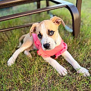 Sandie joined the competition — help win amazing prizes! puppy, dog, grass, outdoor, pet, animal, cute, pink_clothing, chair, fur, ears, eyes, snout, laying_down, young, nature, summer, sunlight, portrait, expression