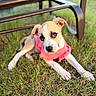 puppy, dog, grass, outdoor, pet, animal, cute, pink_clothing, chair, fur, ears, eyes, snout, laying_down, young, nature, summer, sunlight, portrait, expression
