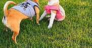 Sandie is registered to the contest to win money with this photo: dog, puppy, grass, outdoor, pet, animal, cute, shirt, playful, small_dog, greenery, sunlight, nature, two_dogs, friendship, canine, summer, young_dog, fun, park