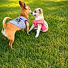 dog, puppy, grass, outdoor, pet, animal, cute, shirt, playful, small_dog, greenery, sunlight, nature, two_dogs, friendship, canine, summer, young_dog, fun, park