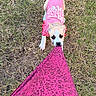 Sandie is registered to the contest to win money with this photo: dog, puppy, pink_dress, grass, outdoor, playful, tugging, fabric, animal, pet, cute, young_dog, cheeky_text, colorful, pattern, nature, fun, engagement, playtime, closeup