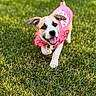 puppy, dog, grass, pink_dress, happy, running, outdoor, pet, young_dog, smiling, ears, tail, playful, cute, animal, nature, sunlight, green, joyful, friendly