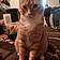 Cheddar