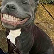 Diddle Smith joined the competition — help win amazing prizes! dog, pitbull, smiling, human_teeth, photoshopped, edited_image, outdoor, pavement, concrete, white_chest_patch, pet, animal, canine, happy, funny, portrait, sitting, sneaker, plant, closeup