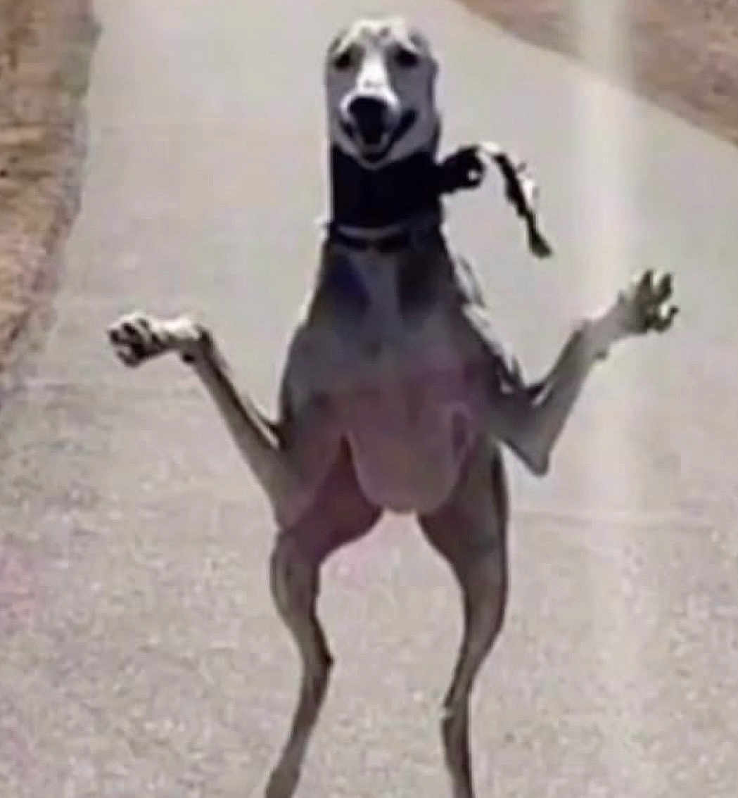 Diddle Smith joined the competition — help win amazing prizes! dog, greyhound, mid_jump, funny_pose, paws_up, animal, pet, collar, outdoor, road, pavement, walking_path, action_shot, motion, surprised_expression, lean_body, long_legs, low_resolution, blurred_background, joyful