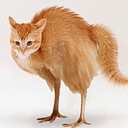 Cootie Smeller is registered to the contest to win money with this photo: cat, orange_cat, fluffy, tail, bird_legs, chicken_legs, hybrid_animal, surreal, photoshop, edited_image, white_background, studio_shot, standing, animal, pet, fur, composite, odd_creature, legs, claws