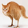 cat, orange_cat, fluffy, tail, bird_legs, chicken_legs, hybrid_animal, surreal, photoshop, edited_image, white_background, studio_shot, standing, animal, pet, fur, composite, odd_creature, legs, claws