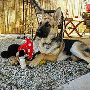 Pirate joined the competition — help win amazing prizes! german_shepherd, puppy, dog, toy, plush_toy, minnie_mouse, outdoor, gravel, fence, wicker_chair, table, patio, pet, animal, resting, playful, collar, sunlight, furniture, relaxed
